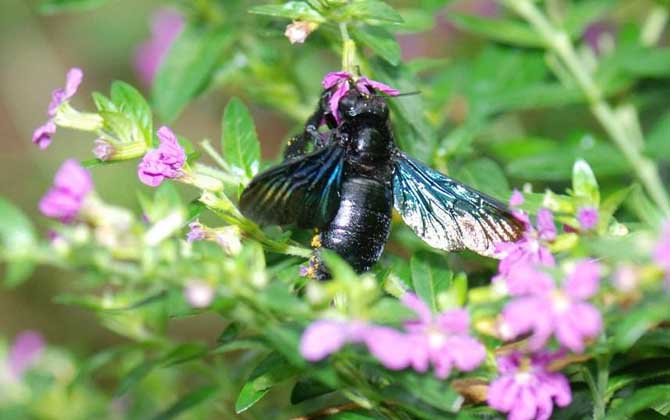 木蜂的種類及圖片大全 木蜂