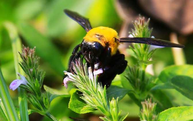 木蜂的種類及圖片大全 木蜂