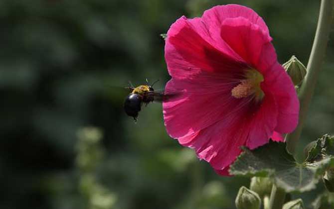 木蜂的種類及圖片大全 木蜂
