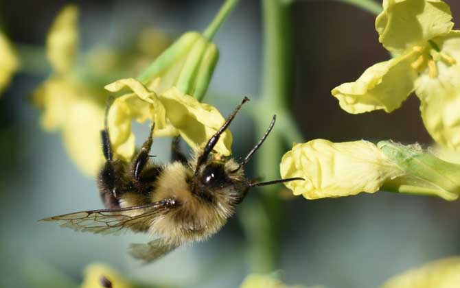 蜜蜂不采蜜是什么原因? 蜜蜂