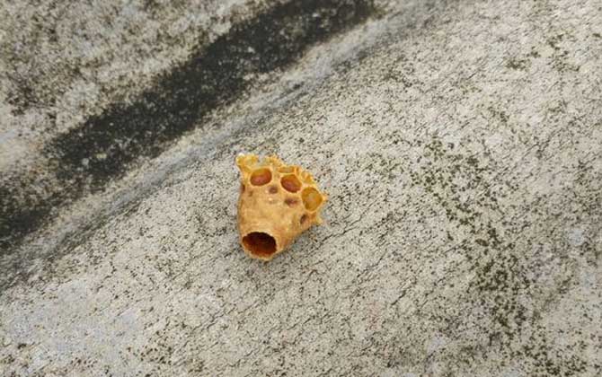 蜜蜂王臺是怎么形成的? 蜜蜂王臺