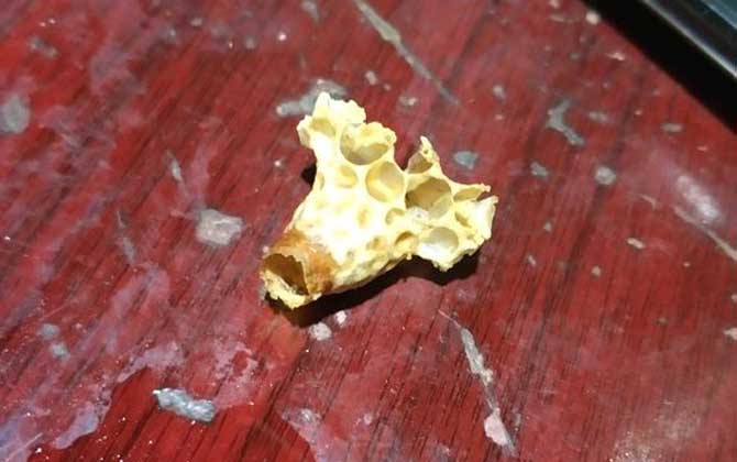蜜蜂王臺是怎么形成的? 蜜蜂王臺