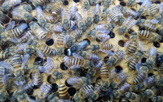 蜂王死了蜂群會跑嗎? 蜂王