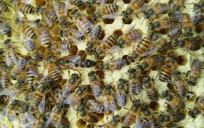 封蓋子脾沒有工蜂還能活嗎? 封蓋子脾
