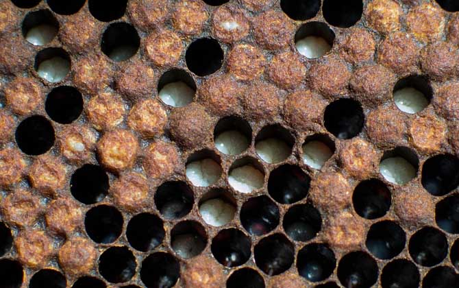 工蜂封蓋子脾幾天出幼蜂? 封蓋子脾