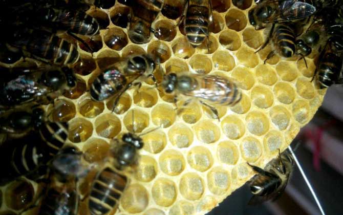 蜜蜂要多少天造一張脾? 蜜蜂造脾