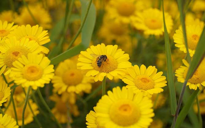 蜜蜂冬眠嗎? 蜜蜂