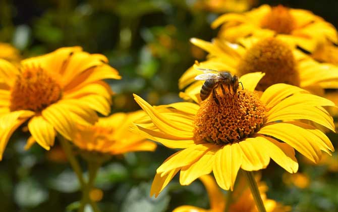 蜜蜂冬眠嗎? 蜜蜂