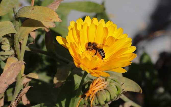 蜜蜂多少度會凍死? 蜜蜂