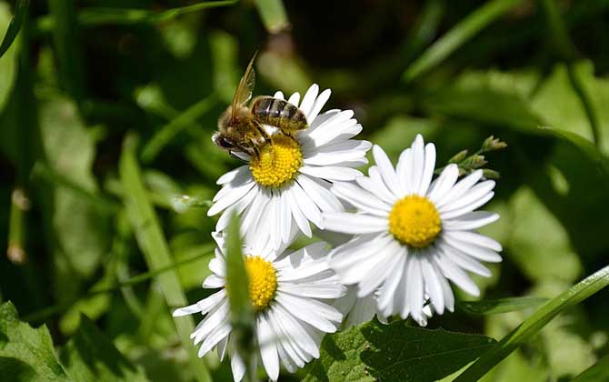蜜蜂在風水學上的說法是什么? 蜜蜂