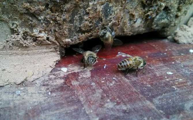 偵查蜂來后又不來了是什么原因? 偵查蜂