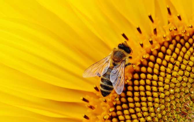 蜜蜂蟄了2天又腫又癢怎么辦? 蜜蜂