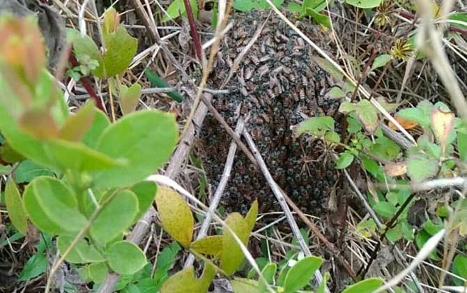 黑小蜜蜂能人工養殖嗎? 黑小蜜蜂