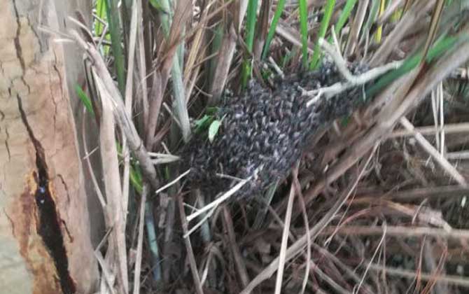 黑小蜜蜂是不是野生的? 黑小蜜蜂