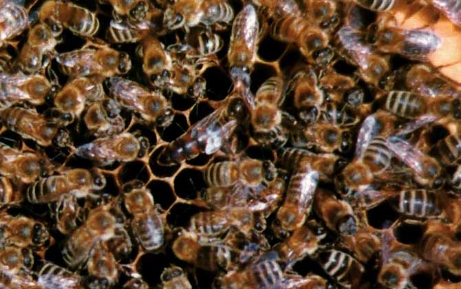 黑蜂有毒嗎? 黑蜂