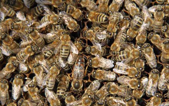 黑蜂是什么蜂? 新疆黑蜂