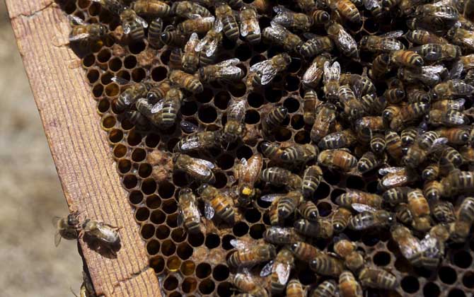 什么東西吸引蜜蜂快? 蜜蜂