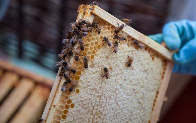 什么東西吸引蜜蜂快? 蜜蜂