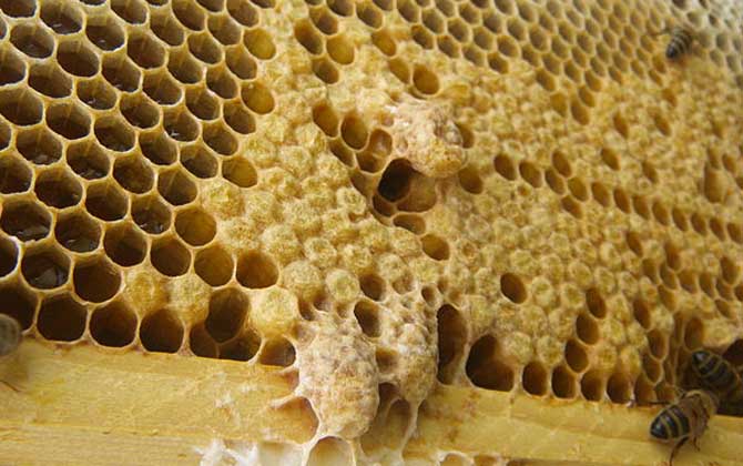 蜂王不產卵是什么原因? 蜂王