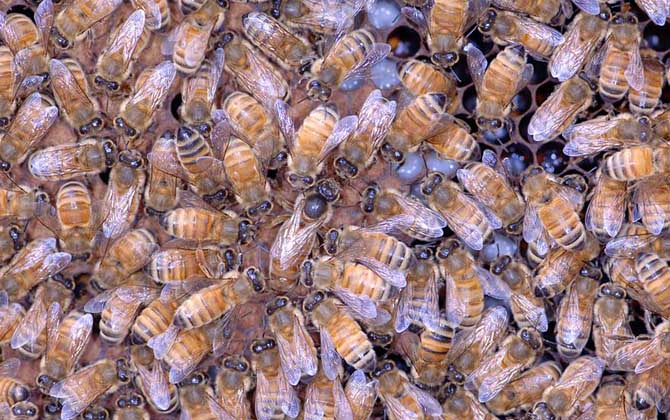 蜂王不產卵是什么原因? 蜂王