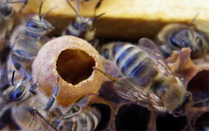蜂群失王多久會出新王? 蜂群失王