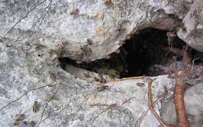 怎樣知道附近有野生蜜蜂窩? 野生蜜蜂