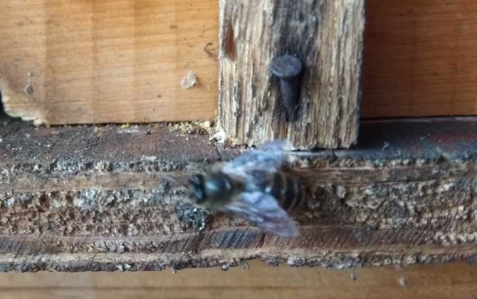 怎樣才能養好中華蜜蜂? 中華蜜蜂