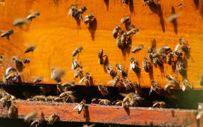 初學養(yǎng)蜂要了解哪些養(yǎng)蜂知識? 養(yǎng)蜂知識