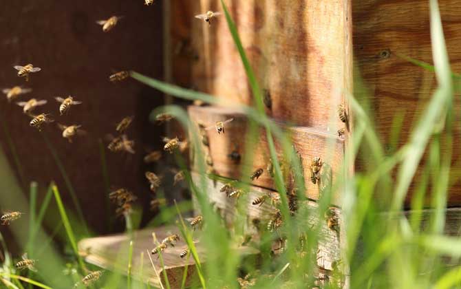 初學養(yǎng)蜂要了解哪些養(yǎng)蜂知識? 養(yǎng)蜂知識