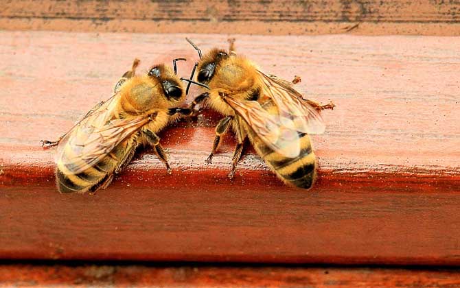 初學養(yǎng)蜂要了解哪些養(yǎng)蜂知識? 養(yǎng)蜂知識