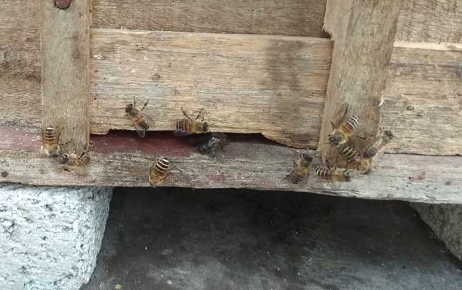 中蜂喂什么繁殖快? 中蜂