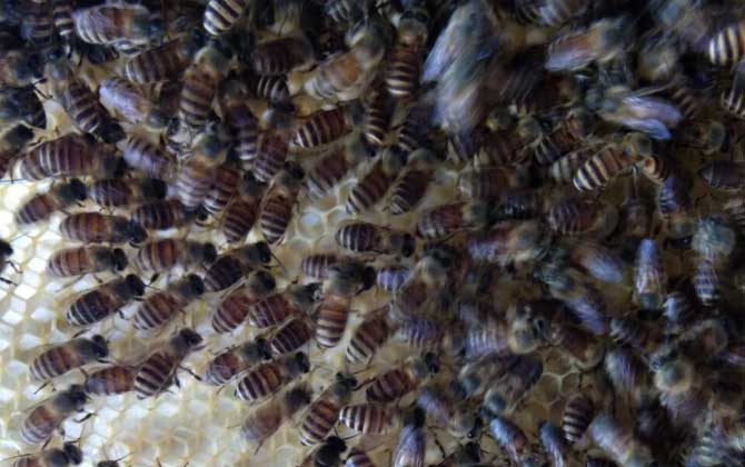 工蜂圍王有哪些“動機”? 工蜂圍王