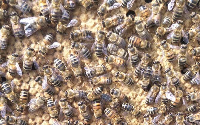 中蜂強群怎么養不分蜂? 中蜂強群怎么養