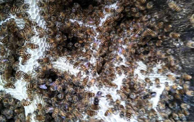 中蜂強群怎么養不分蜂? 中蜂強群怎么養