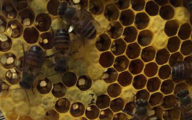 養蜂怎么防止自然分蜂? 養蜂