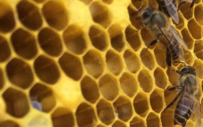 養蜂怎么防止自然分蜂? 養蜂