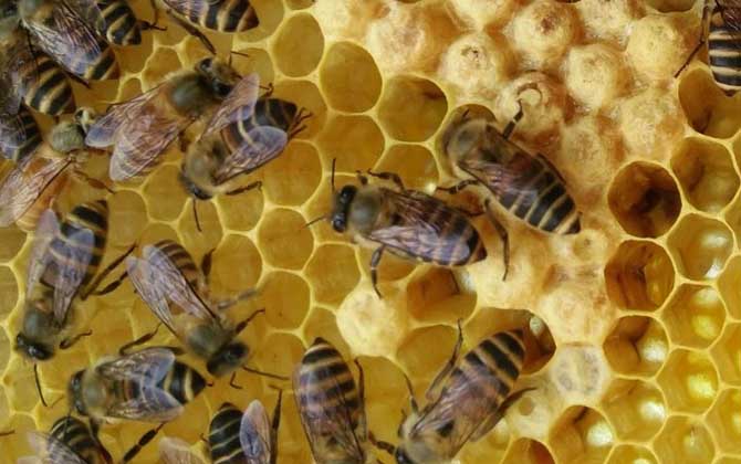 養蜂怎么防止自然分蜂? 養蜂