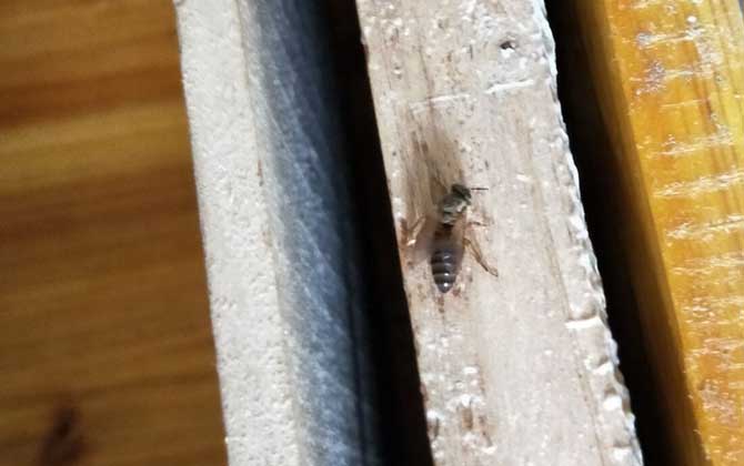 活框蜂箱是怎么構成的? 活框蜂箱