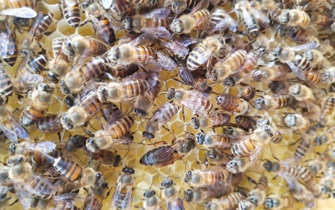 冬季養蜂什么時候關蜂王? 冬季養蜂