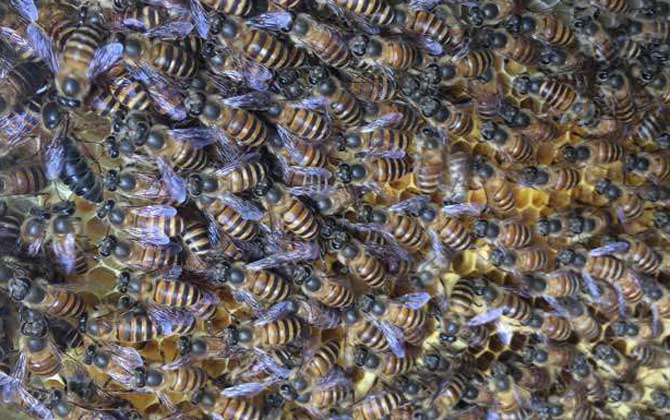 冬季養蜂什么時候關蜂王? 冬季養蜂