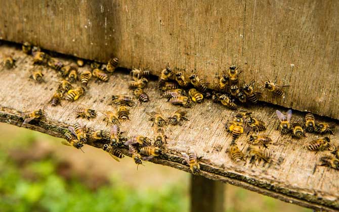 蜜蜂養殖的關鍵性技術 蜜蜂養殖