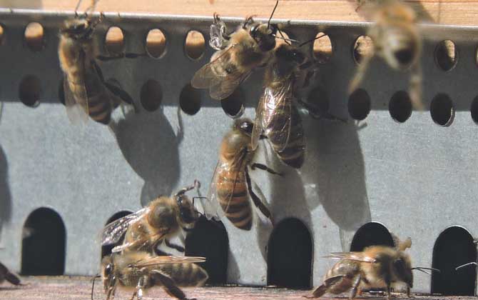 蜜蜂養殖的關鍵性技術 蜜蜂養殖