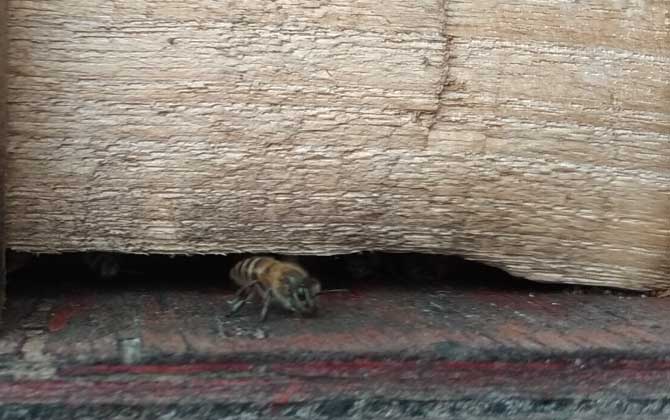 為什么蜂箱口很多死蜂? 蜜蜂