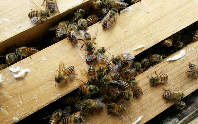 怎么將蛋群養成強群? 蛋群