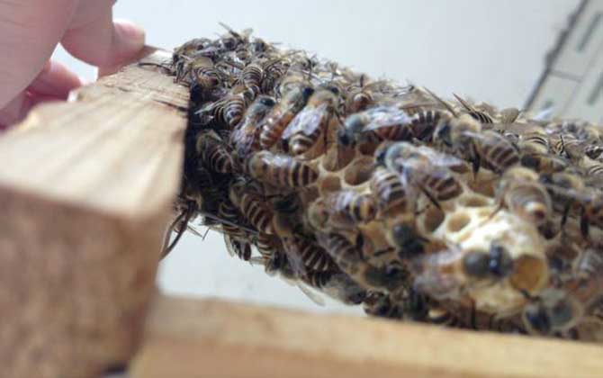 怎么將蛋群養成強群? 蛋群