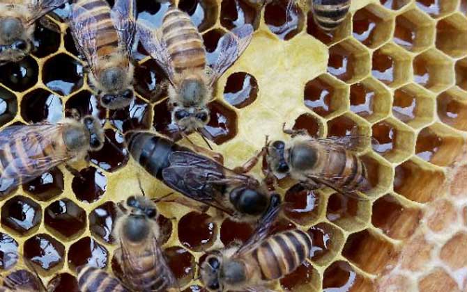 蜜蜂春繁為什么要保溫? 蜜蜂春繁