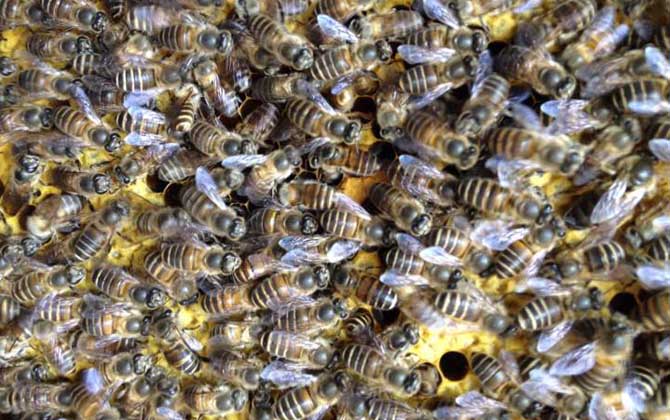 蜜蜂春繁時失王怎么辦? 蜜蜂春繁