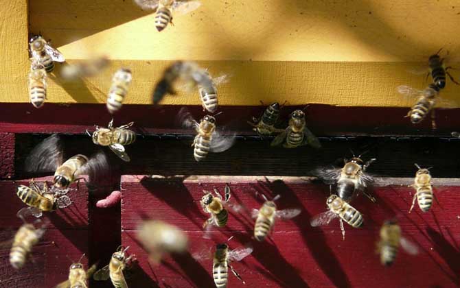 單獨養一只蜜蜂怎么養? 蜜蜂