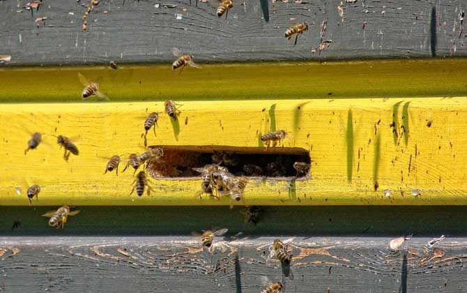 蜜蜂養殖技術及注意事項 蜜蜂養殖