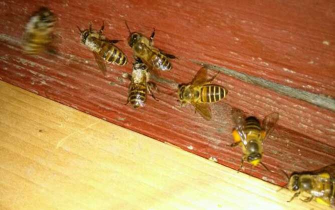 蜜蜂沖群有什么危害? 蜜蜂